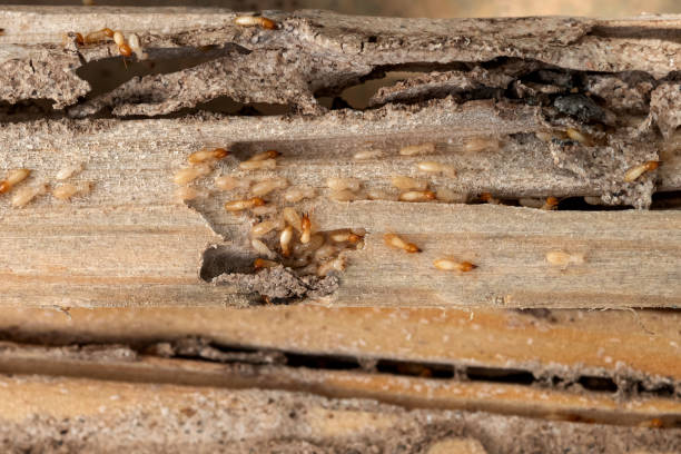 Best Best Pest Control Companies  in Rushville, NE